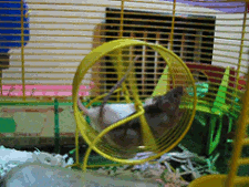A funny gif shows two hamsters struggling to keep up with a quickly spinning wheel.